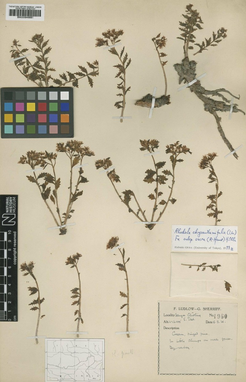 Rhodiola chrysanthemifolia subsp. chrysanthemifolia photo 4