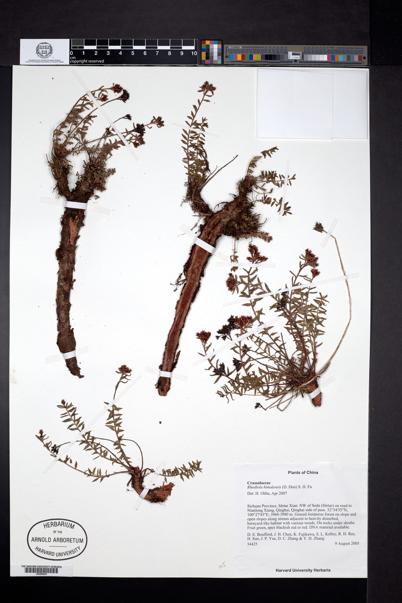 Rhodiola himalensis subsp. himalensis