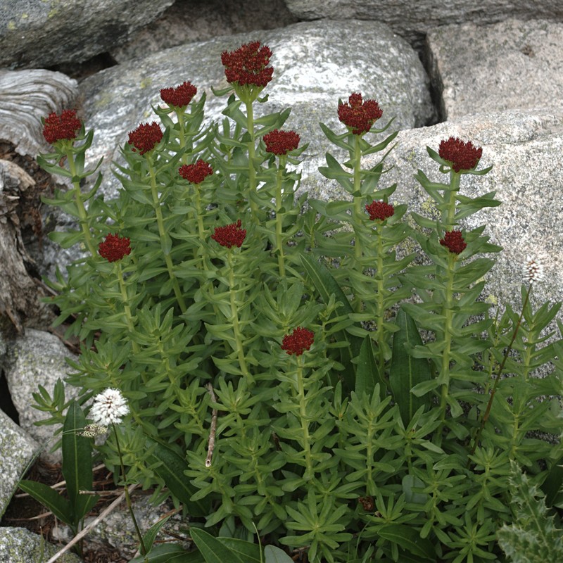 Ledge Stonecrop photo 2
