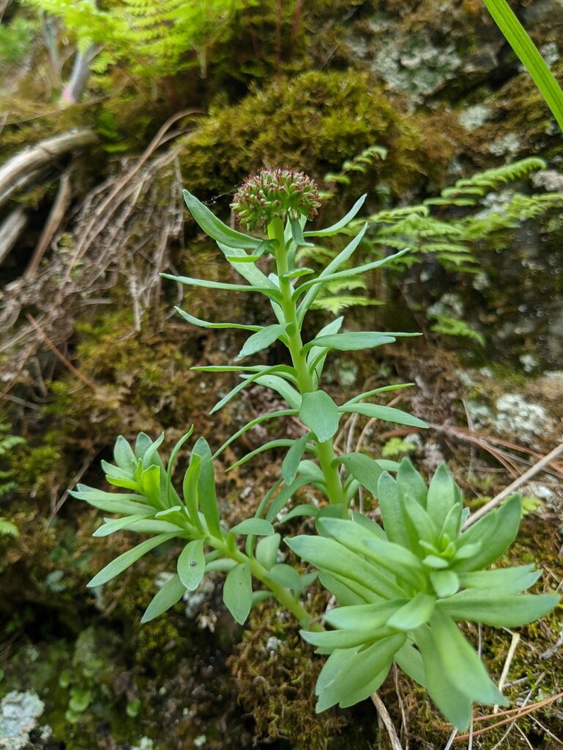 Ledge Stonecrop photo 3