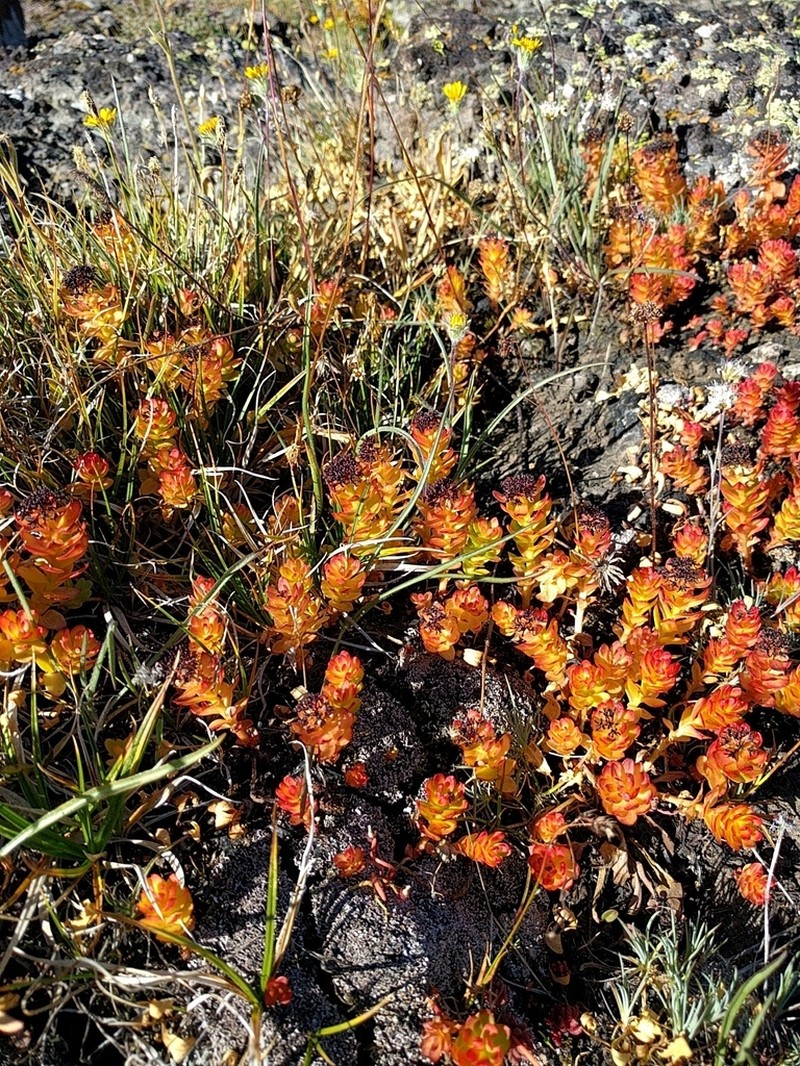 Ledge Stonecrop photo 5