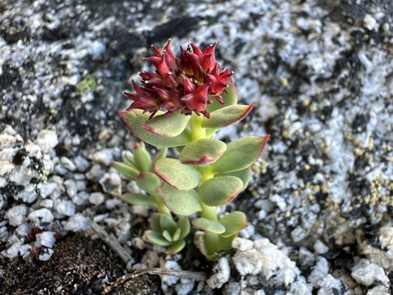 Ledge Stonecrop photo 7