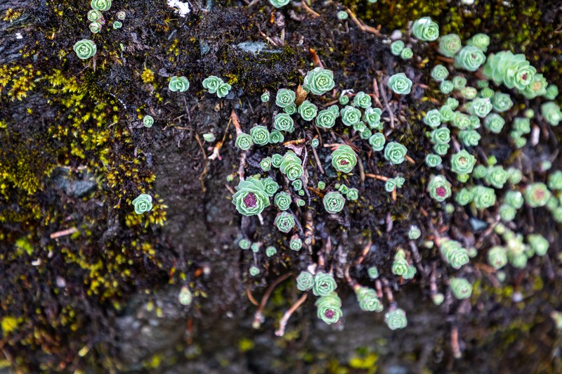 Ledge Stonecrop photo 8