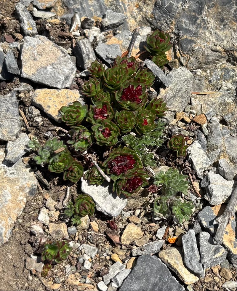 Rhodiola integrifolia subsp. integrifolia