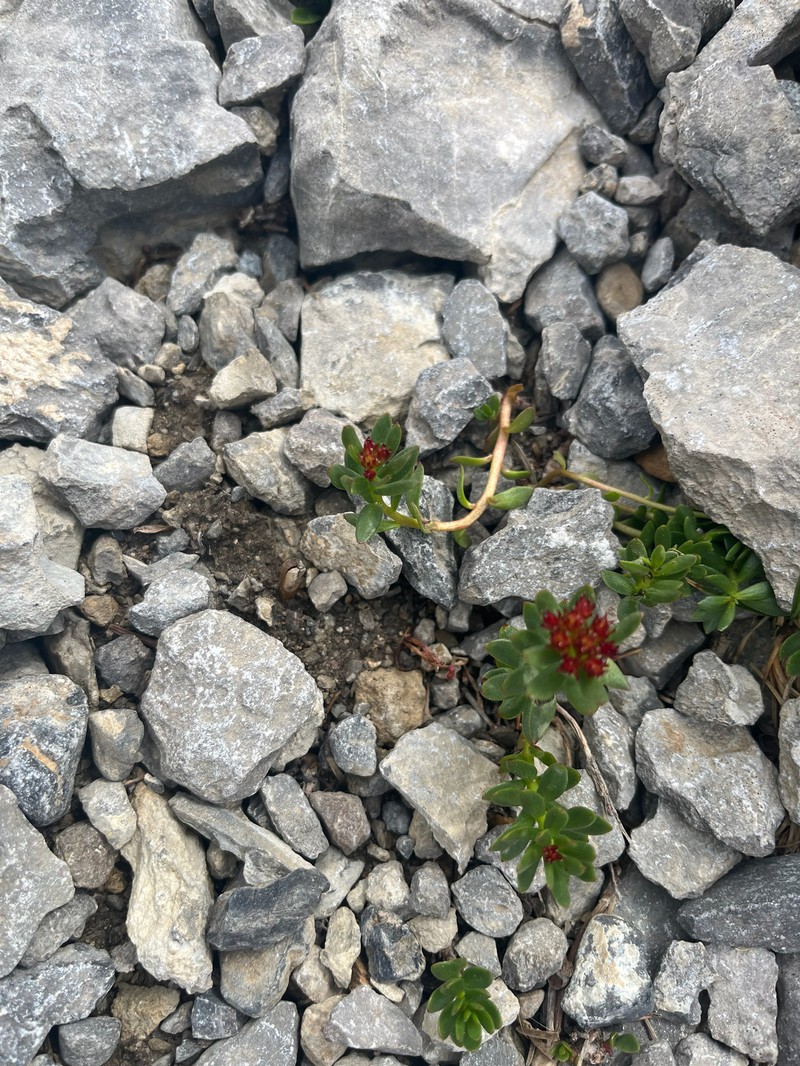 Rhodiola integrifolia subsp. integrifolia photo 2
