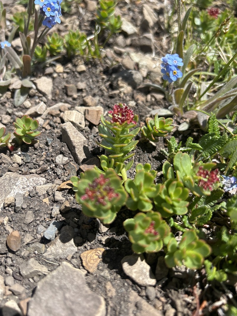 Rhodiola integrifolia subsp. integrifolia photo 3