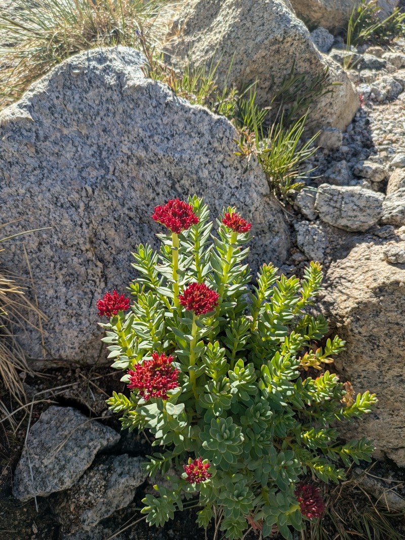 Rhodiola integrifolia subsp. integrifolia photo 4