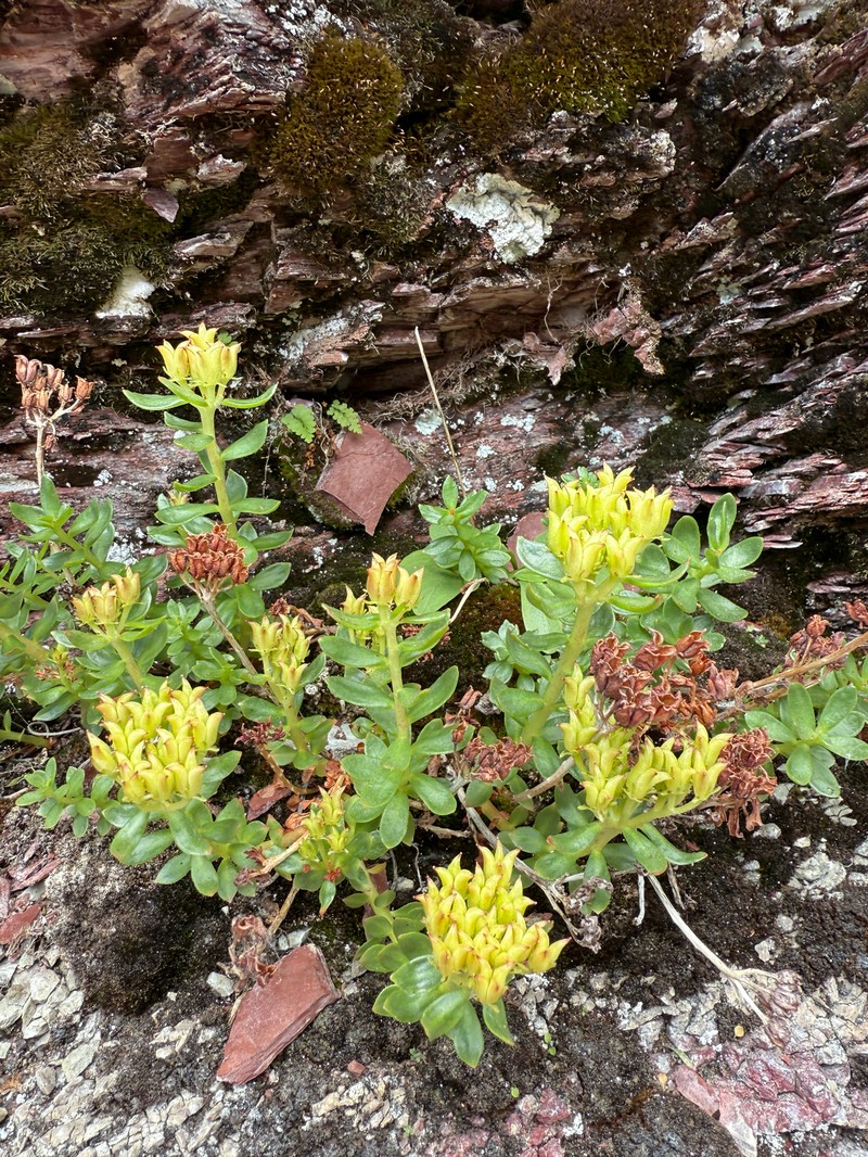 Rhodiola integrifolia subsp. integrifolia photo 5