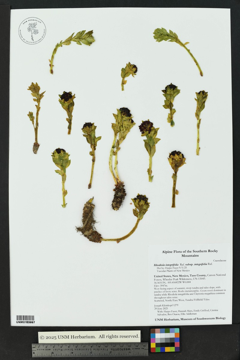Rhodiola integrifolia subsp. integrifolia photo 6