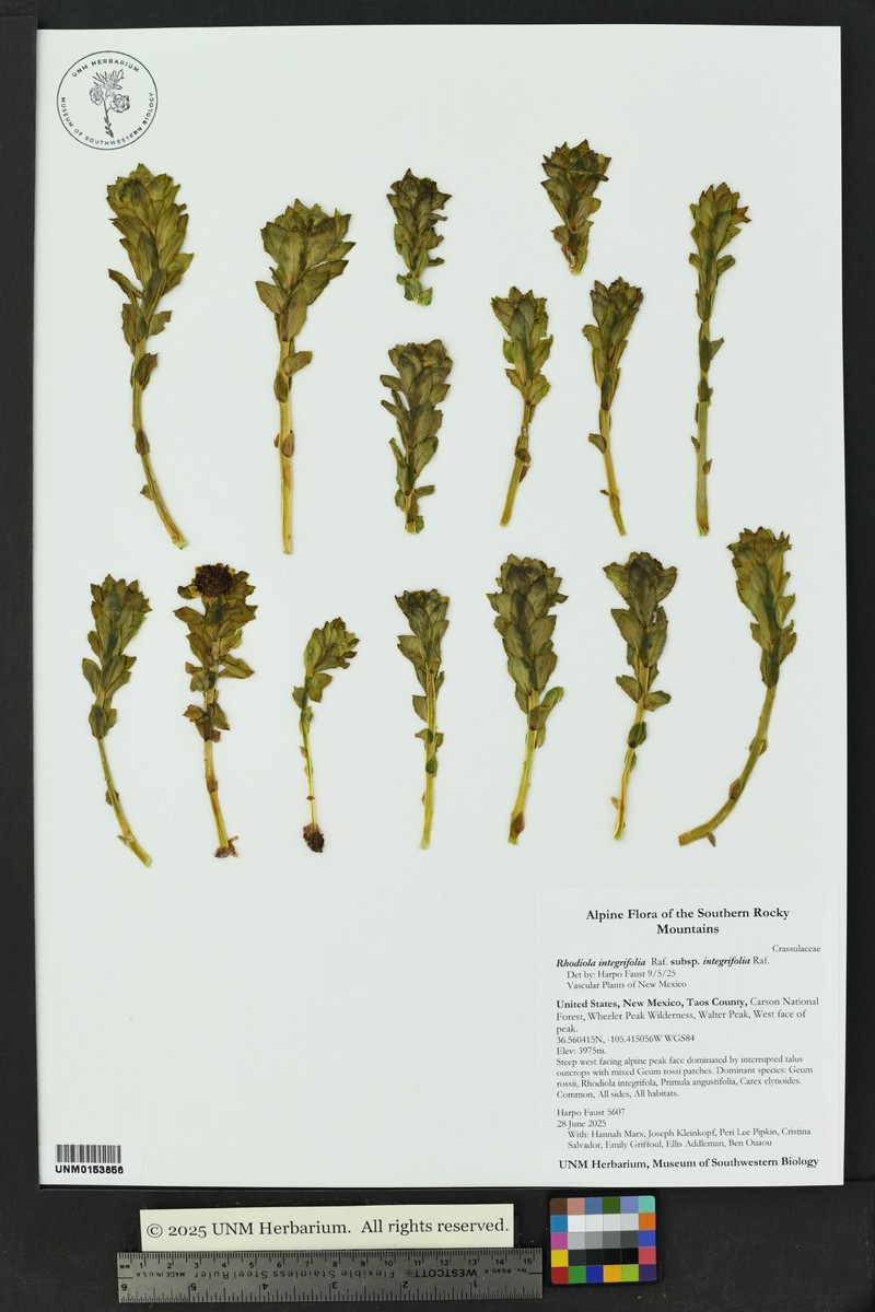 Rhodiola integrifolia subsp. integrifolia photo 7