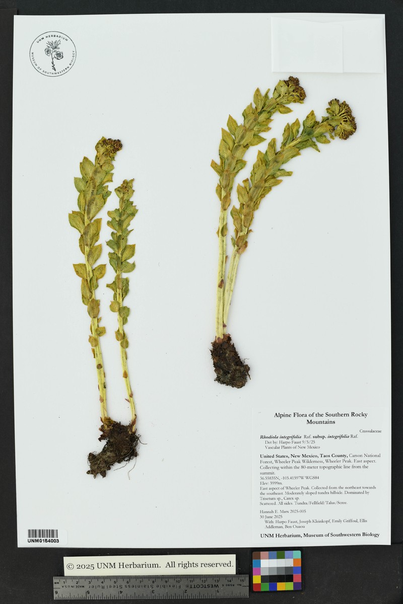Rhodiola integrifolia subsp. integrifolia photo 8