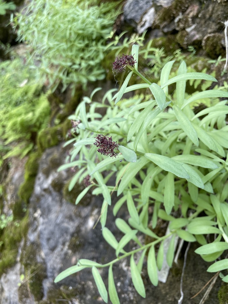 Rhodiola integrifolia subsp. leedyi