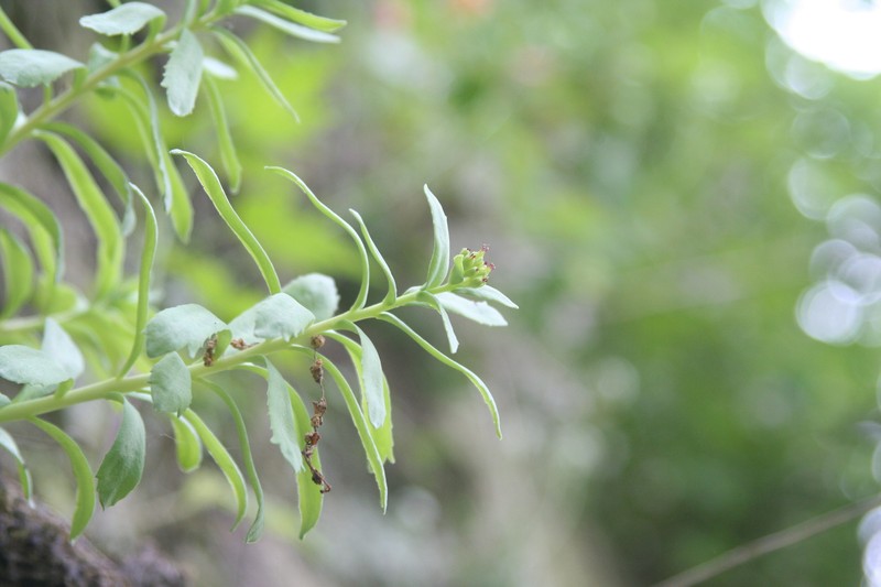 Rhodiola integrifolia subsp. leedyi photo 2