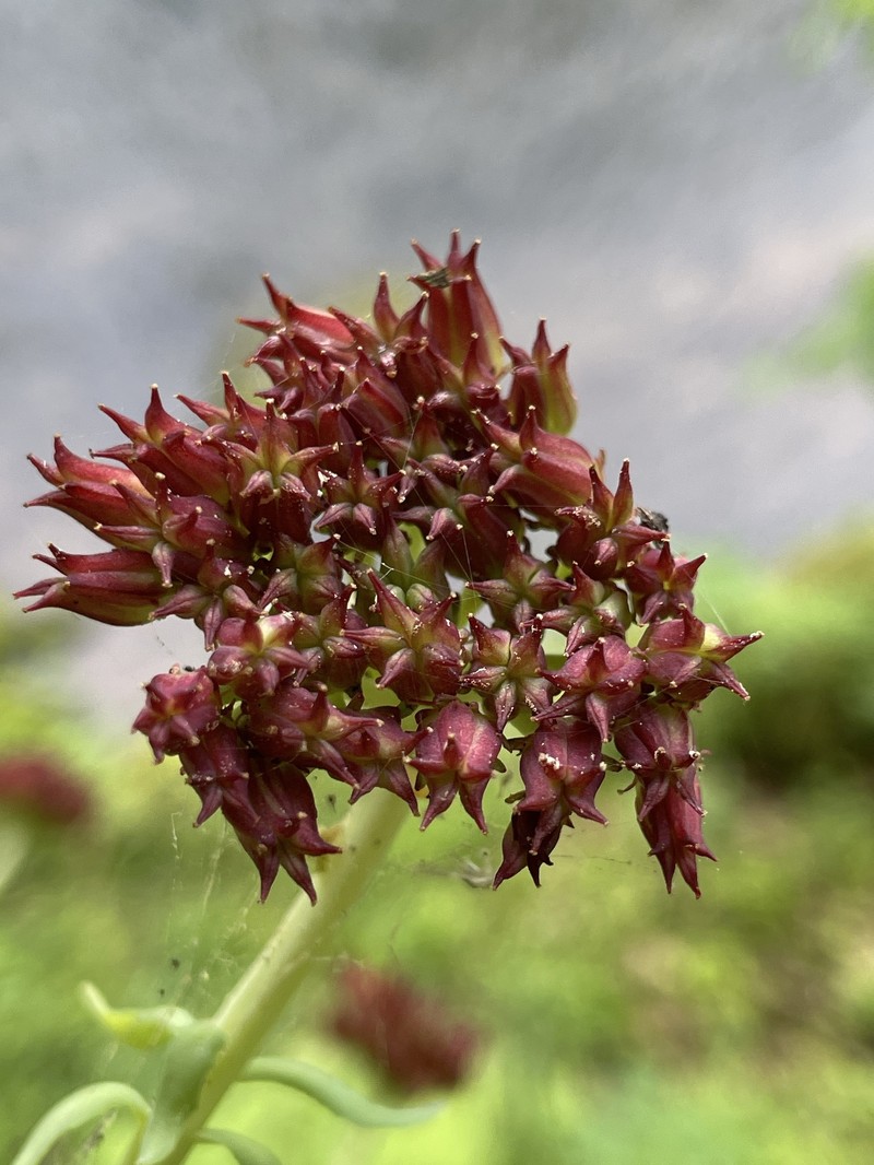 Rhodiola integrifolia subsp. leedyi photo 3