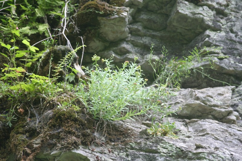 Rhodiola integrifolia subsp. leedyi photo 4