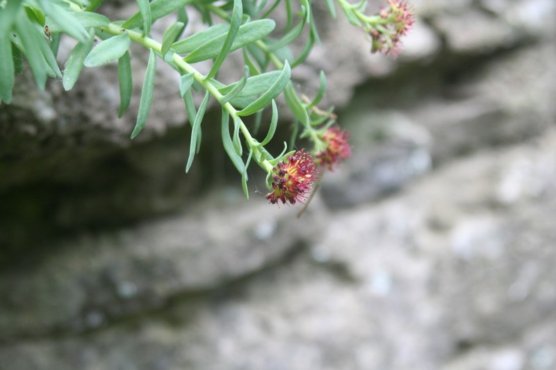 Rhodiola integrifolia subsp. leedyi photo 5