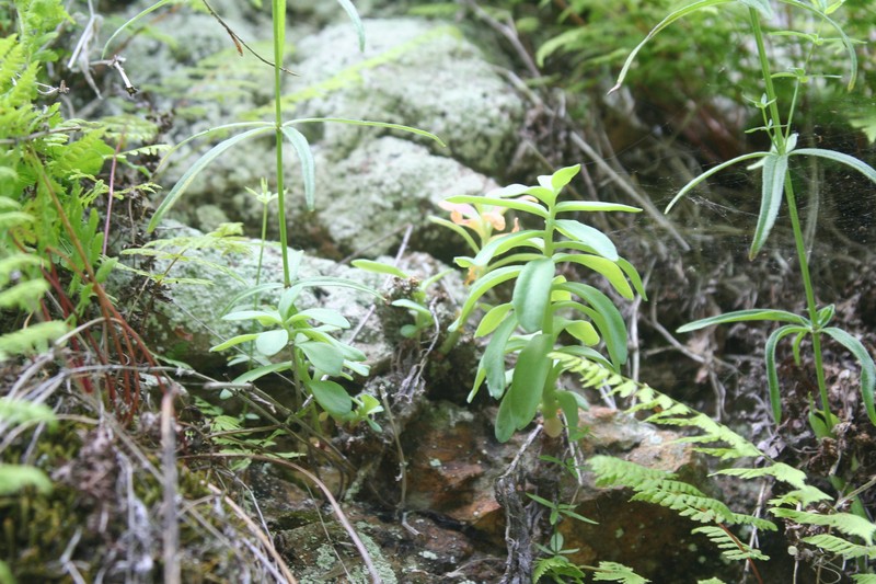Rhodiola integrifolia subsp. leedyi photo 6