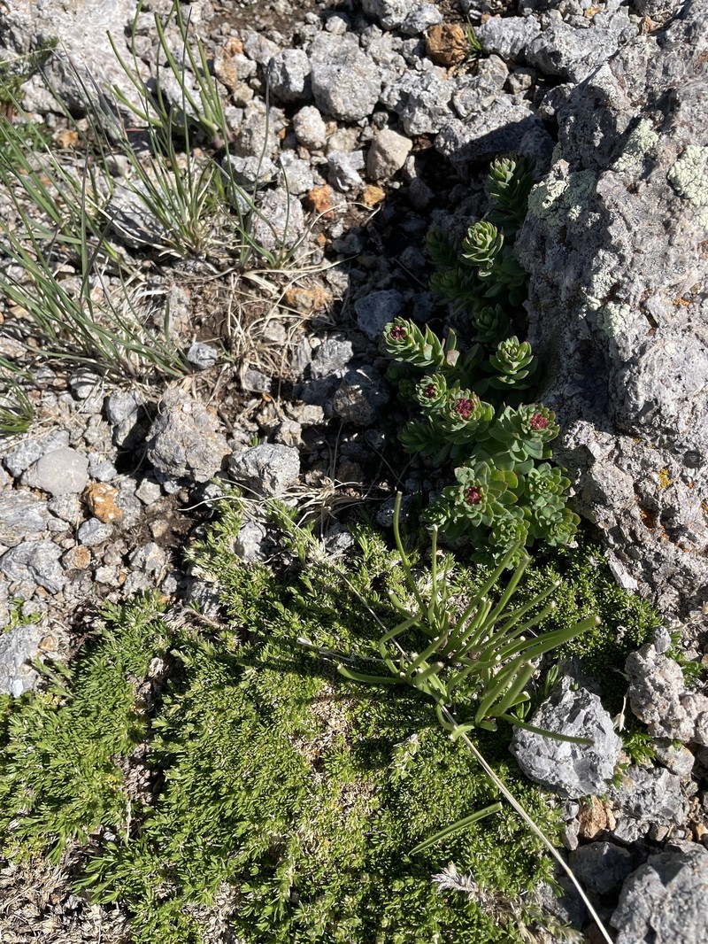 Rhodiola integrifolia subsp. neomexicana