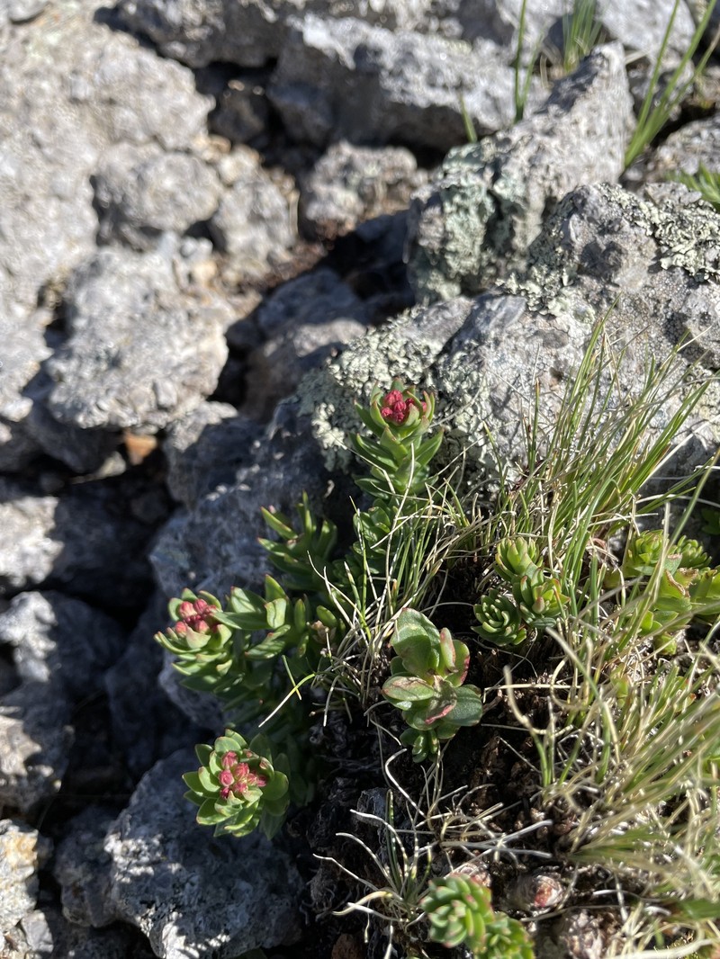 Rhodiola integrifolia subsp. neomexicana photo 2