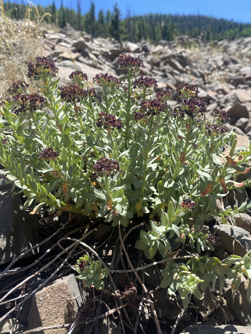 Rhodiola integrifolia subsp. neomexicana photo 3