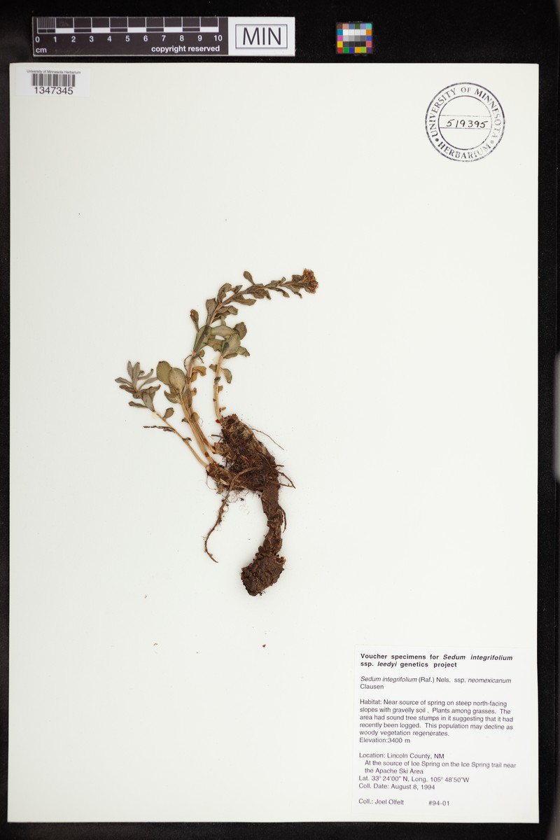 Rhodiola integrifolia subsp. neomexicana photo 4