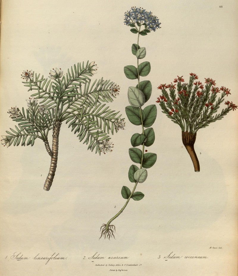 Rhodiola pauciflora