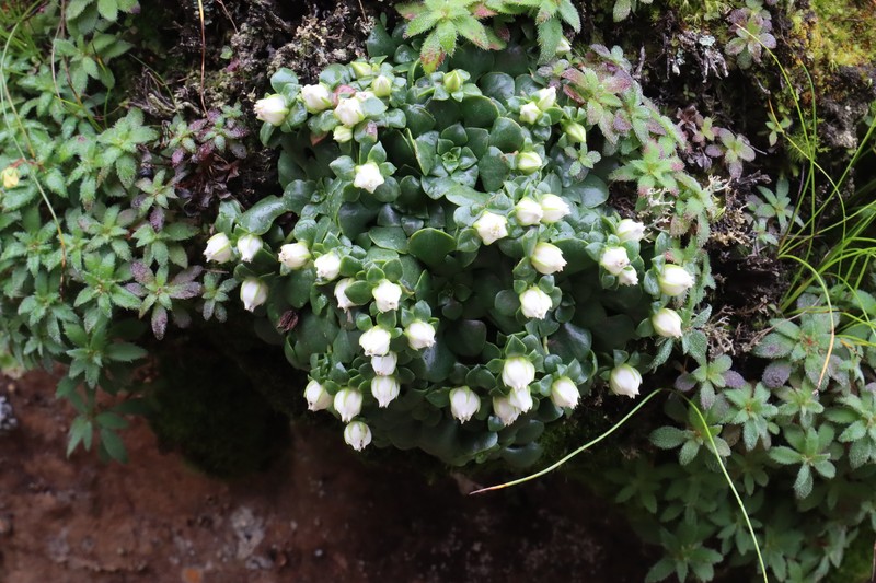 Rhodiola primuloides subsp. primuloides