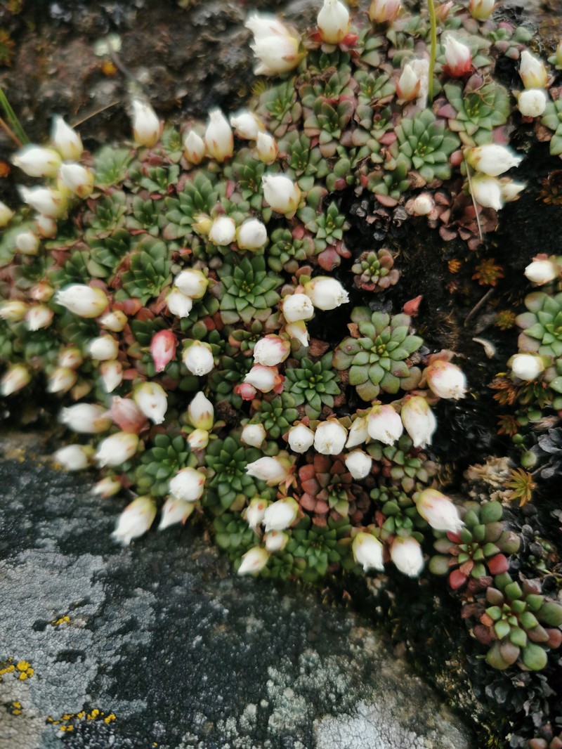 Rhodiola primuloides subsp. primuloides photo 2