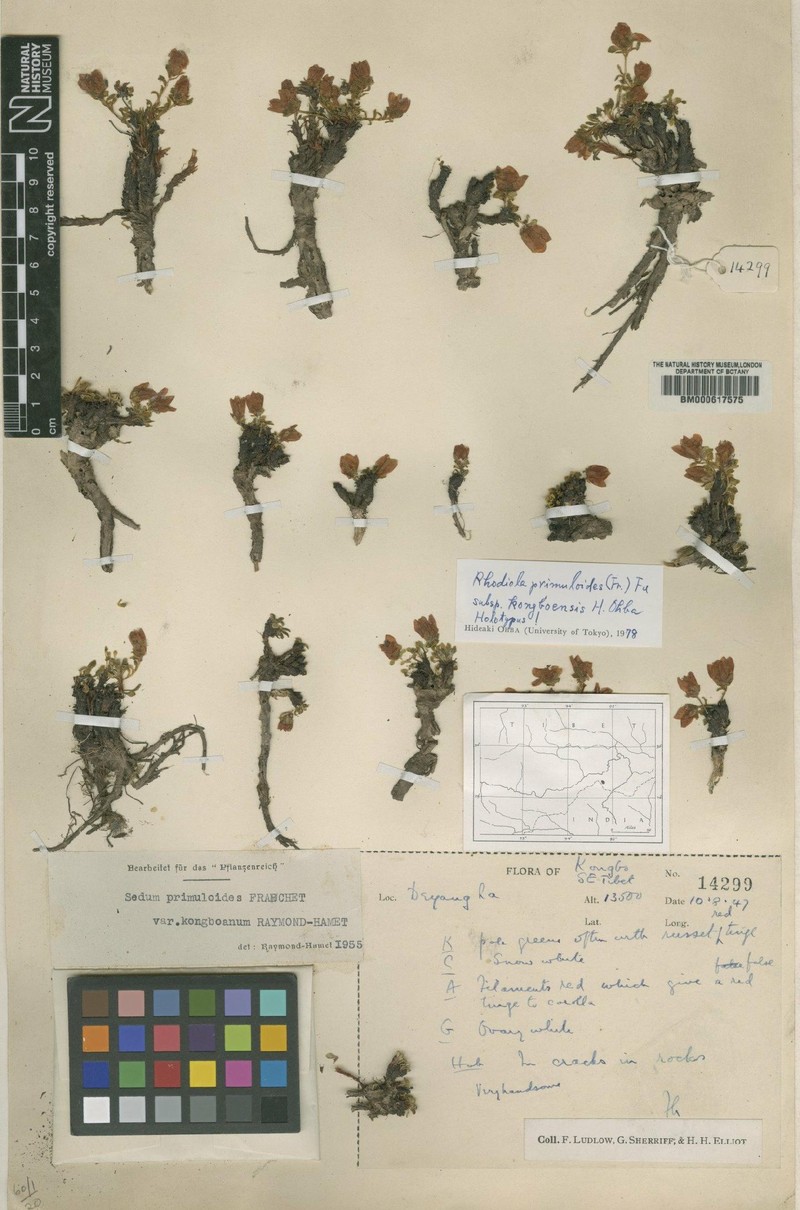 Rhodiola primuloides subsp. primuloides photo 3