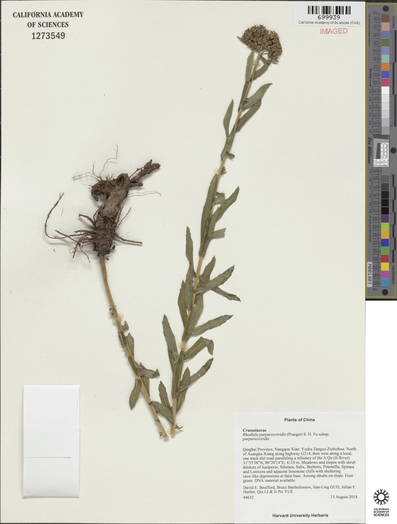 Rhodiola purpureoviridis subsp. purpureoviridis