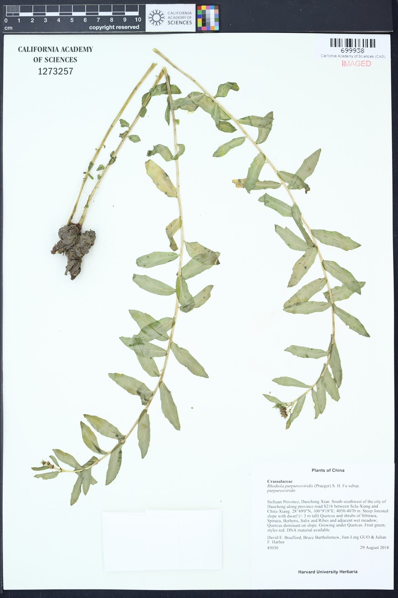 Rhodiola purpureoviridis subsp. purpureoviridis photo 2