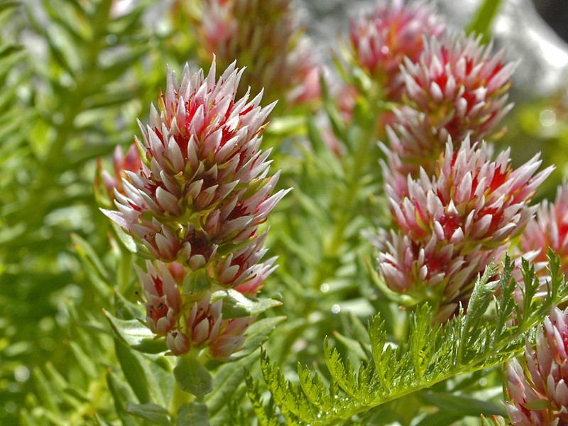 Redpod Stonecrop photo 5