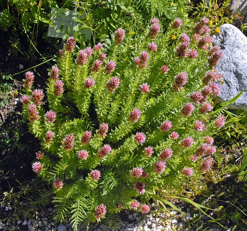 Redpod Stonecrop