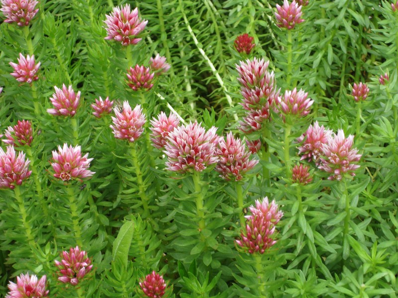 Redpod Stonecrop photo 2