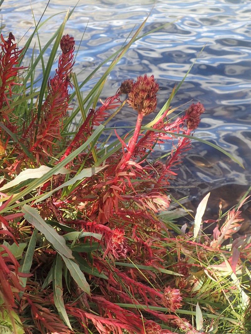 Redpod Stonecrop photo 3