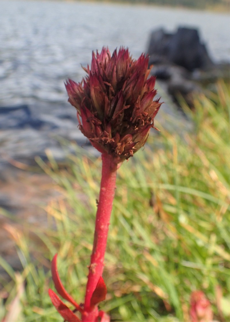 Redpod Stonecrop photo 4
