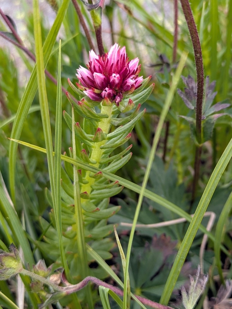 Redpod Stonecrop photo 4
