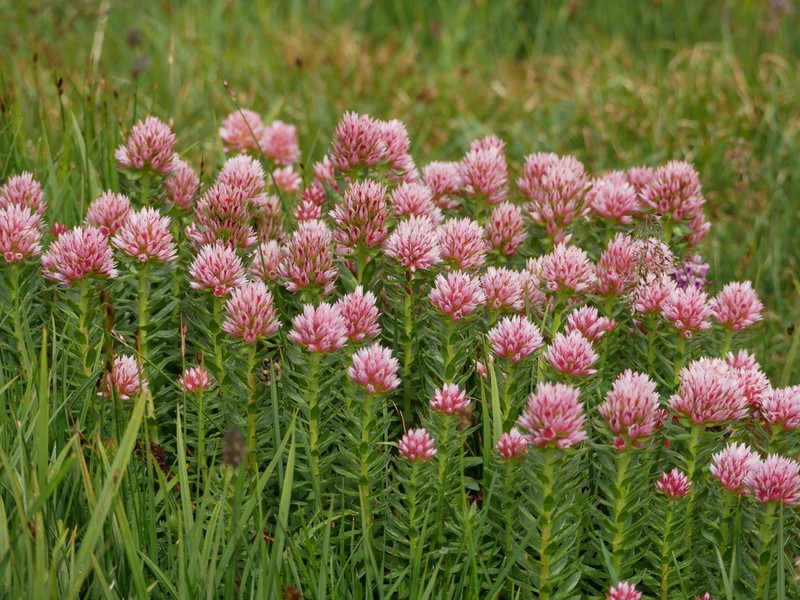 Redpod Stonecrop photo 5