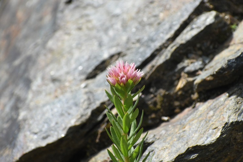 Redpod Stonecrop photo 6