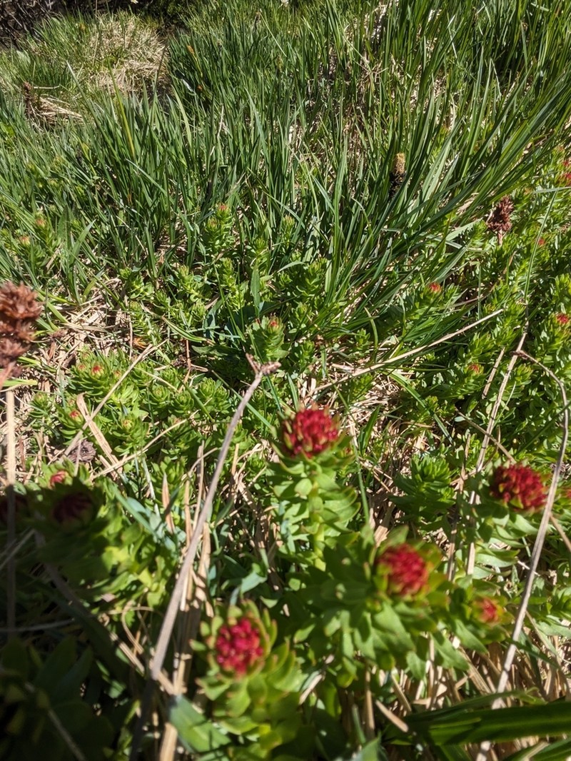 Redpod Stonecrop photo 7