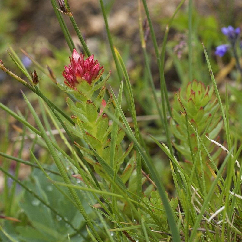 Redpod Stonecrop photo 8