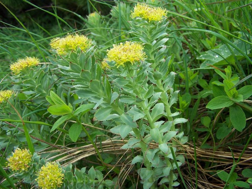 Roseroot Stonecrop