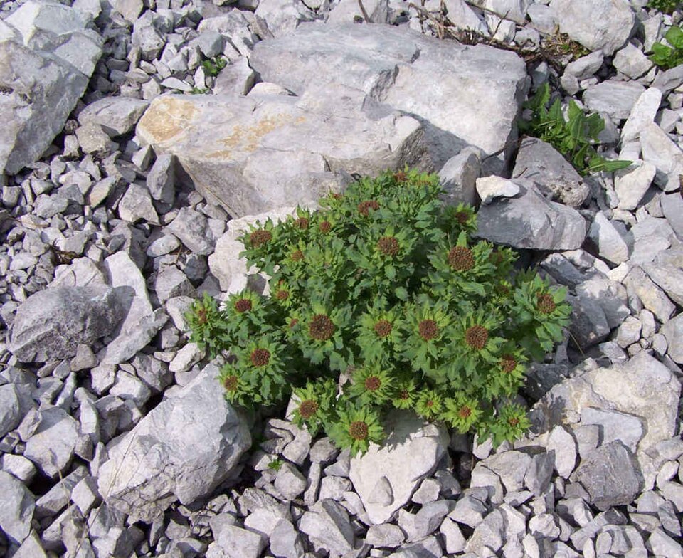 Roseroot Stonecrop photo 5