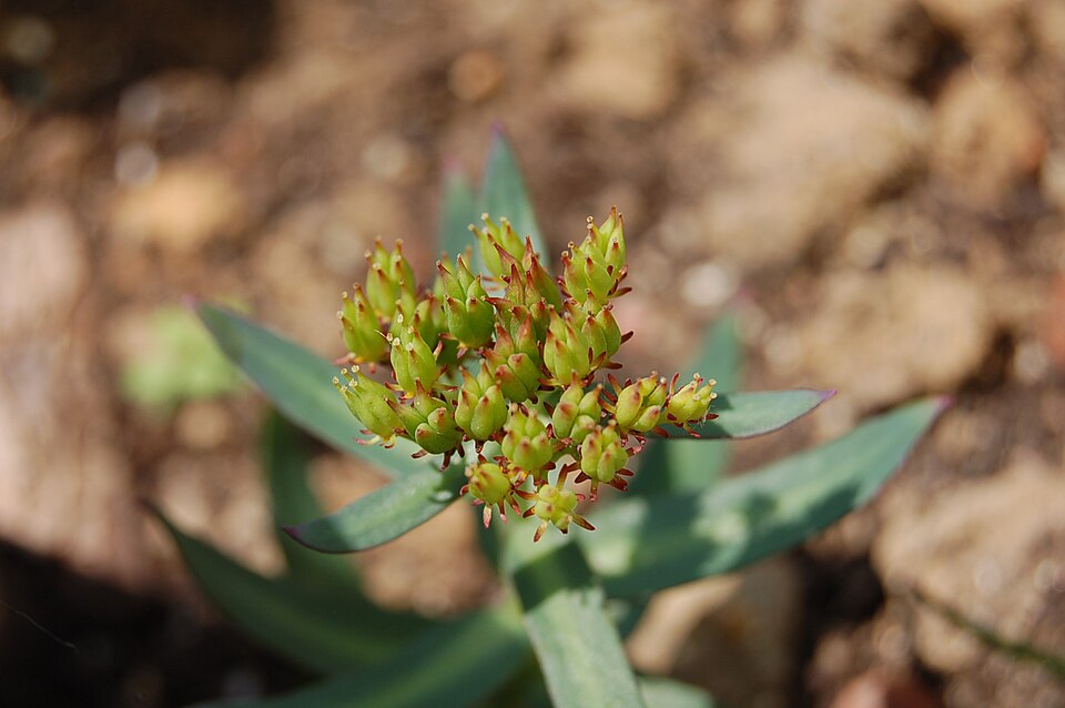 Roseroot Stonecrop photo 6