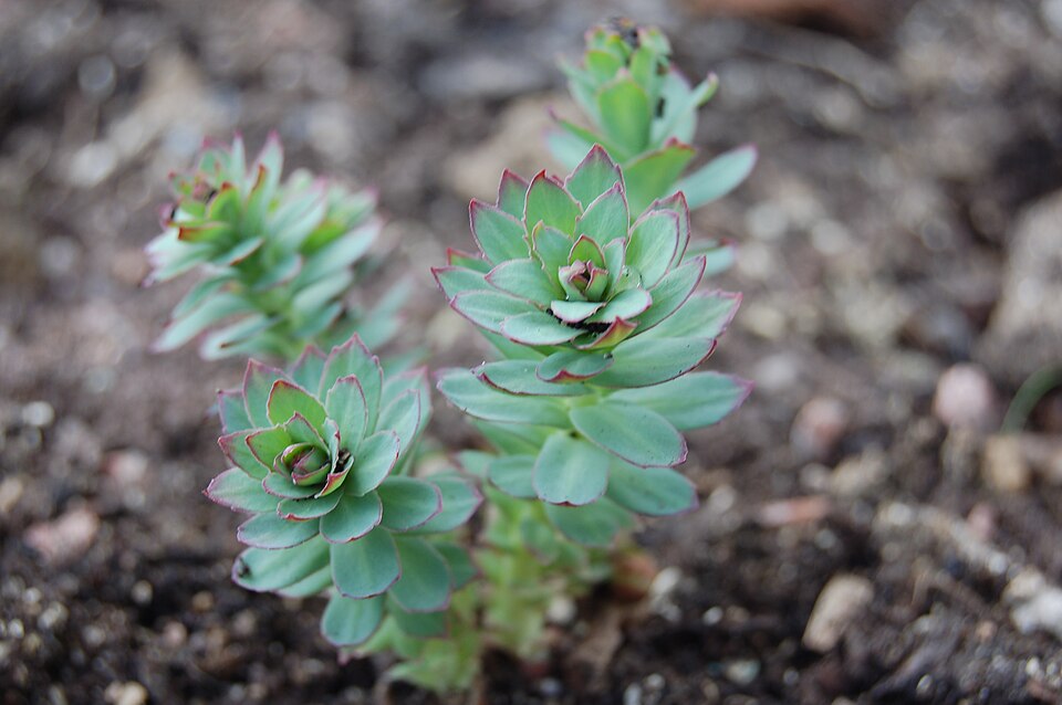 Roseroot Stonecrop photo 7