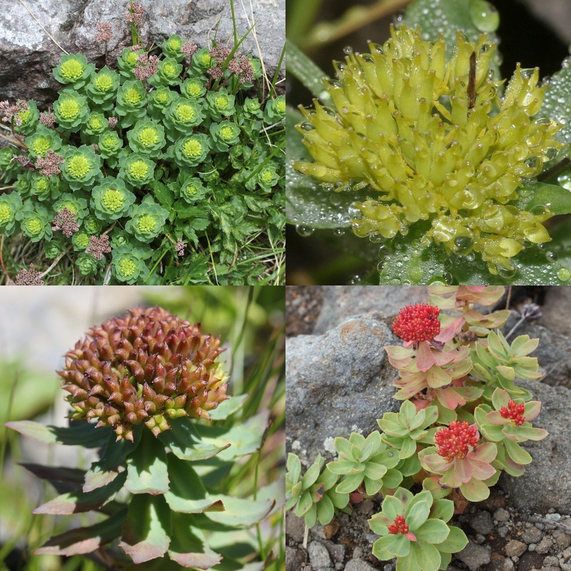 Roseroot Stonecrop photo 2