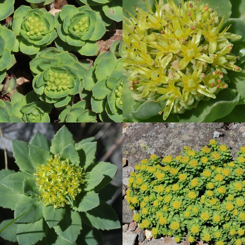 Roseroot Stonecrop photo 3