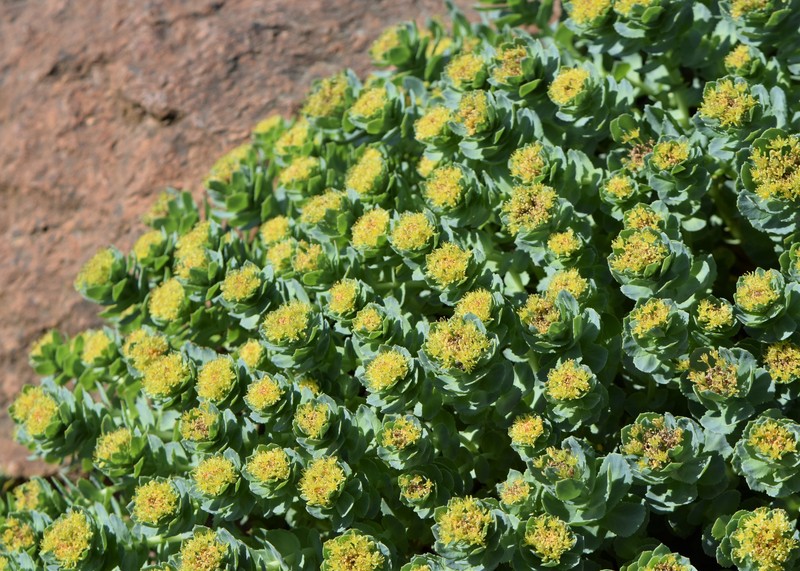 Roseroot Stonecrop photo 4