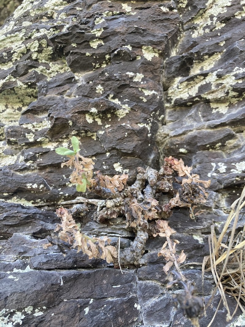 Roseroot Stonecrop photo 6