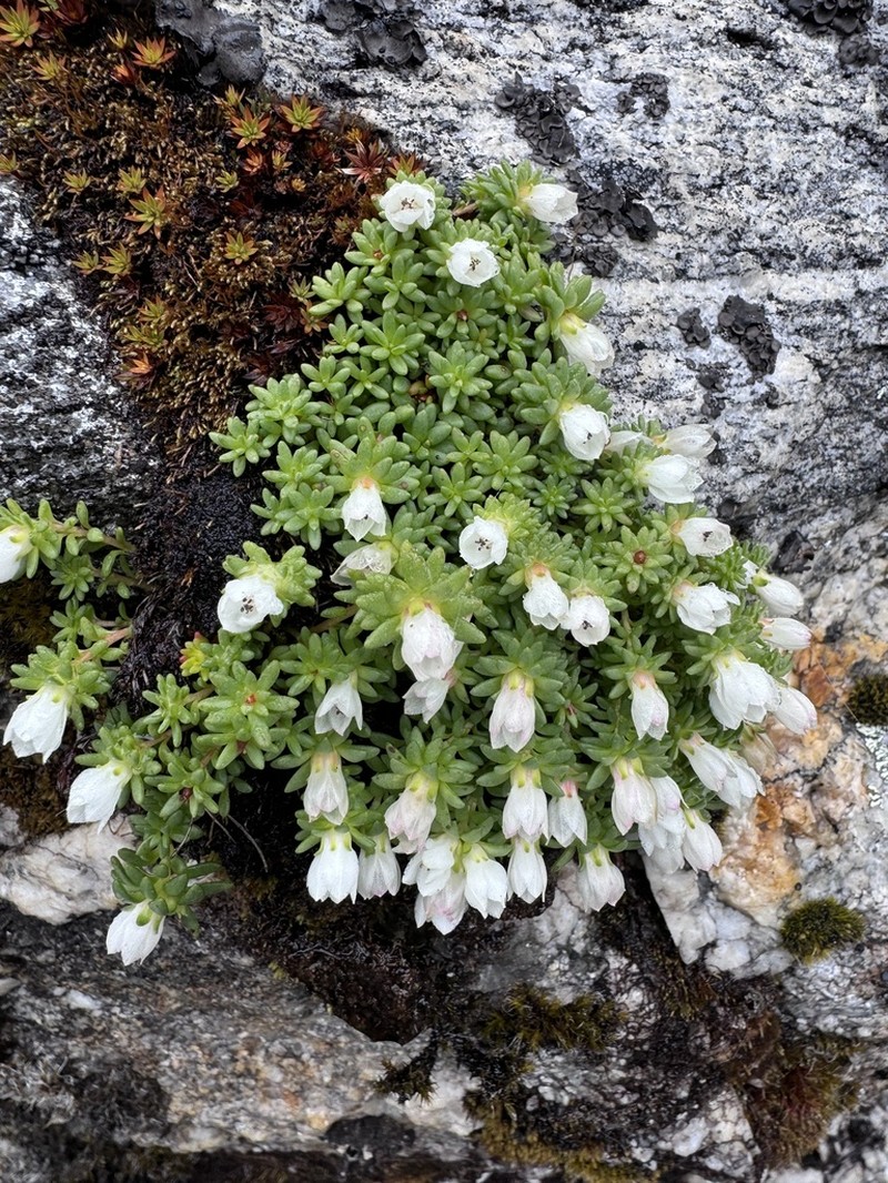 Rhodiola sedoides